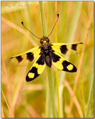 Libelloides macaronius