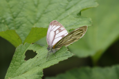 Pieris erutae