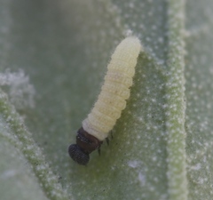 Heliopetes ericetorum