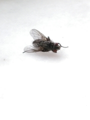 Azeliinae