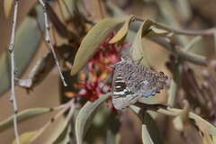 Ogyris amaryllis