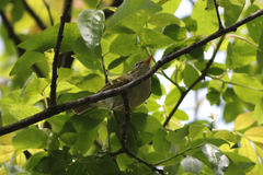 Phylloscopus emeiensis