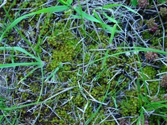 Syntrichia ruraliformis