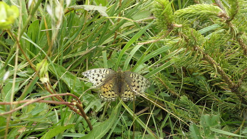 Argynnis xipe