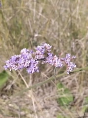 Limonium tomentellum