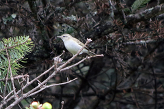 Phylloscopus magnirostris