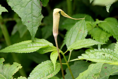 Arisaema lobatum