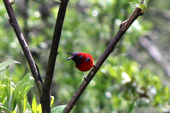 Aethopyga gouldiae