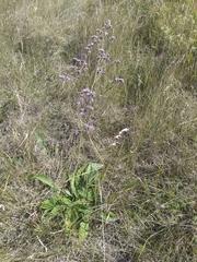 Limonium tomentellum
