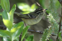 Phylloscopus forresti