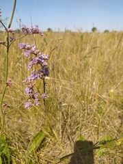 Limonium tomentellum