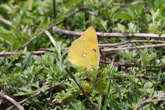 Colias fieldii