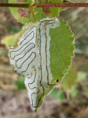 Phyllocnistis labyrinthella