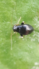 Halticus apterus