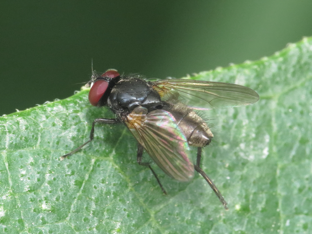 Hydrotaea Cyrtoneurina From 18460 Yegen, Granada, Spain On May 29, 2015 