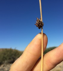 Afroscirpoides dioeca