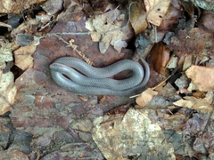 Carphophis amoenus amoenus