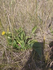Limonium tomentellum