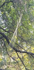 Trichonephila clavipes image