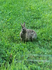 Sylvilagus floridanus