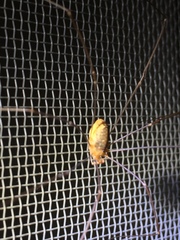 Leiobunum curvipalpe