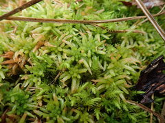 Sphagnum subnitens