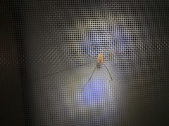 Leiobunum curvipalpe