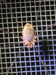 Leiobunum curvipalpe