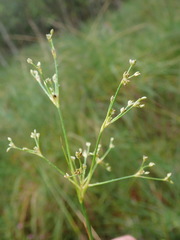 Juncus subnodulosus