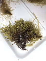 Furcellaria lumbricalis