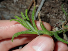 Chloanthes stoechadis