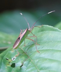 Homoeocerus angulatus
