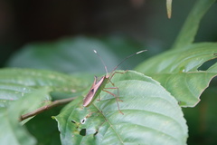 Homoeocerus angulatus