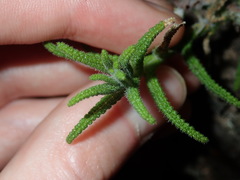 Chloanthes stoechadis