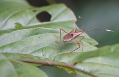 Homoeocerus angulatus