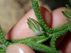 Chloanthes stoechadis