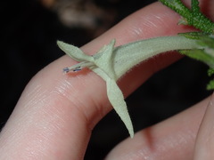 Chloanthes stoechadis