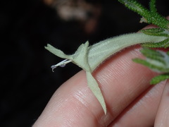 Chloanthes stoechadis