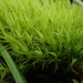 Crisped Fork-Moss - Photo (c) Koos Uys, some rights reserved (CC BY-NC), uploaded by Koos Uys