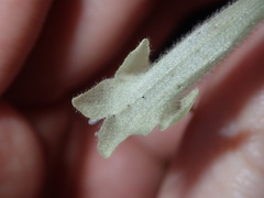 Chloanthes stoechadis