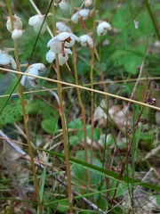 Pyrola rotundifolia