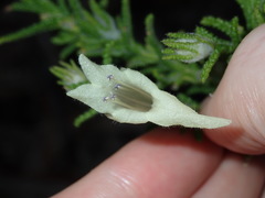 Chloanthes stoechadis