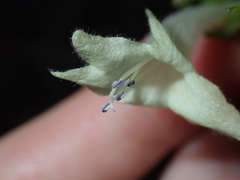 Chloanthes stoechadis