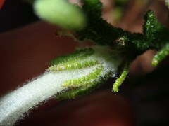 Chloanthes stoechadis