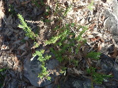 Chloanthes stoechadis