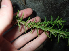 Chloanthes stoechadis