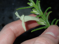 Chloanthes stoechadis