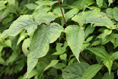 Arisaema lobatum