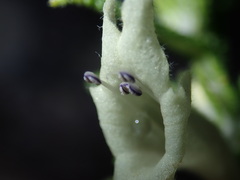 Chloanthes stoechadis