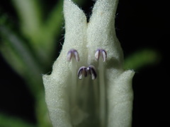 Chloanthes stoechadis